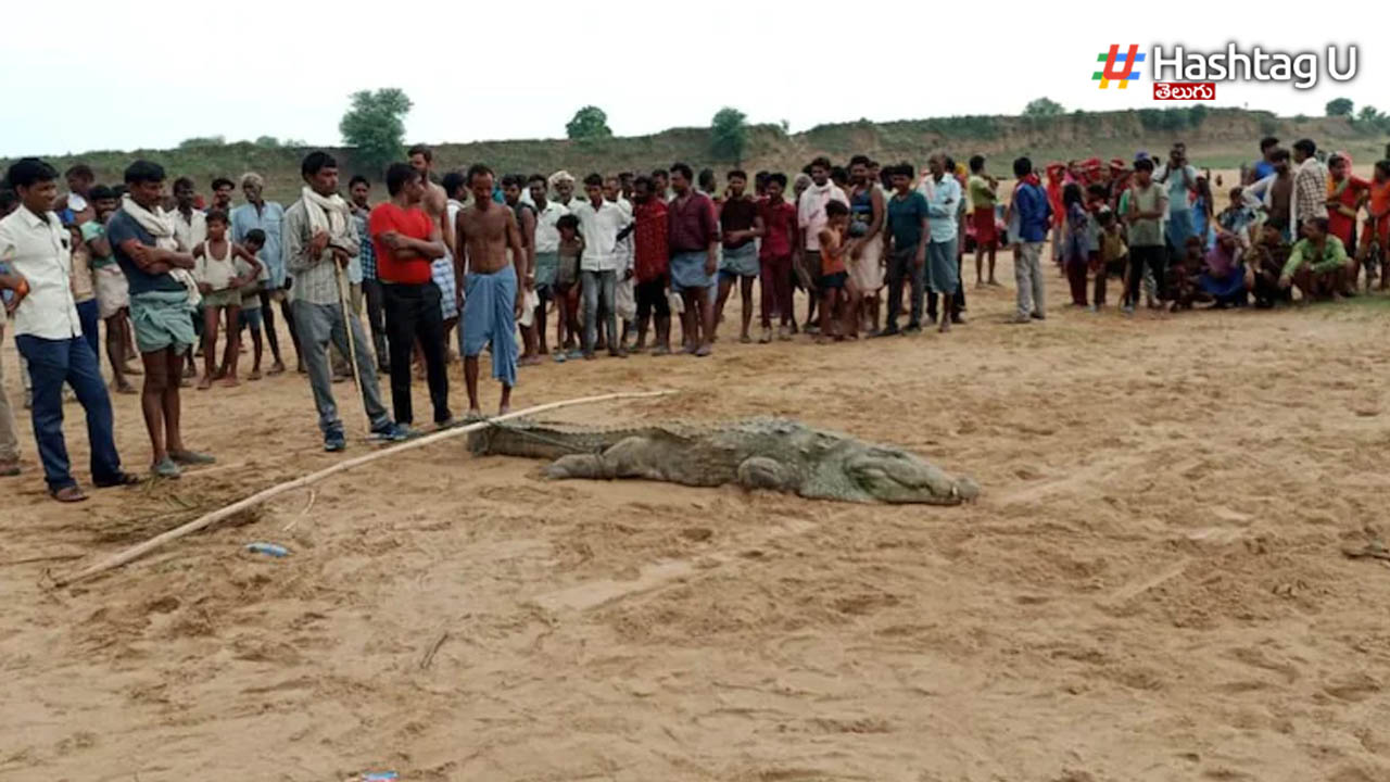 Crocodile