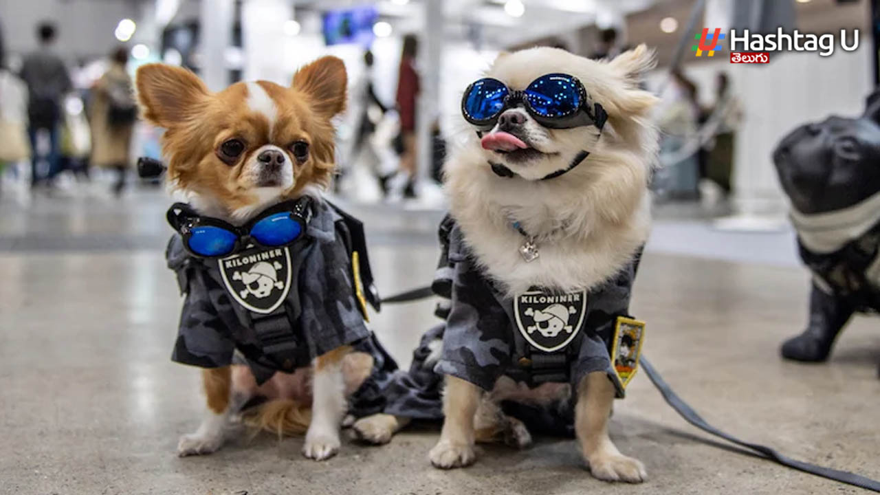 Dogs