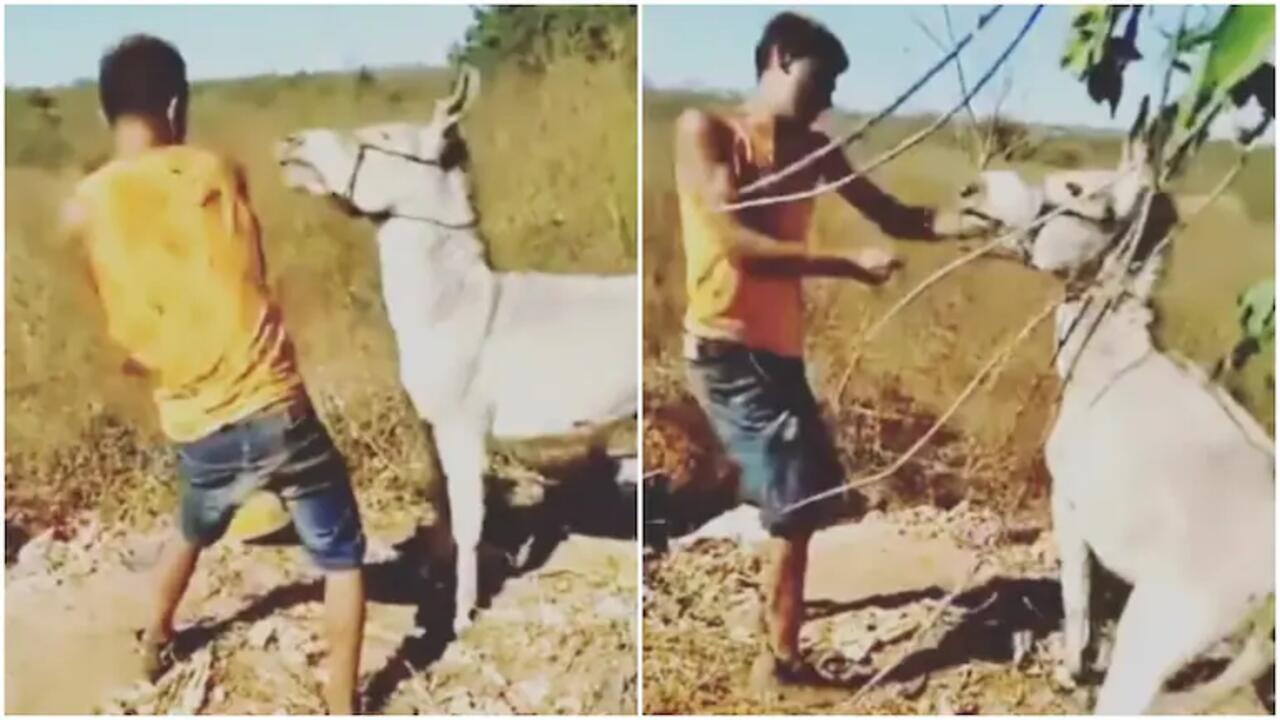 Donkey Imresizer