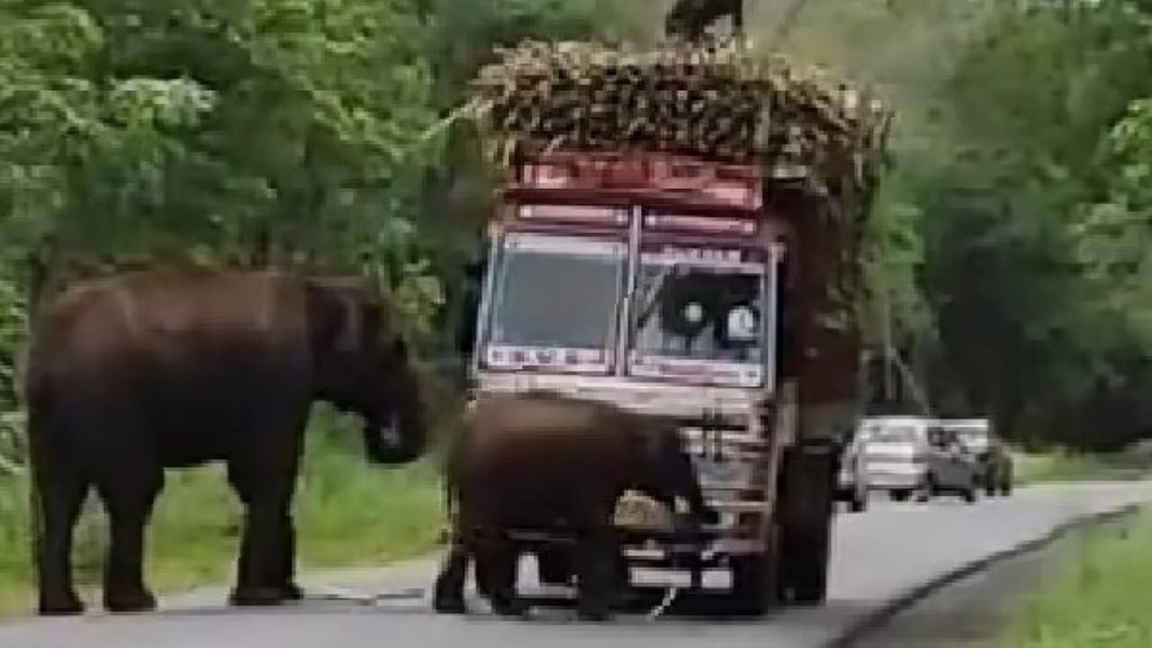Elephant