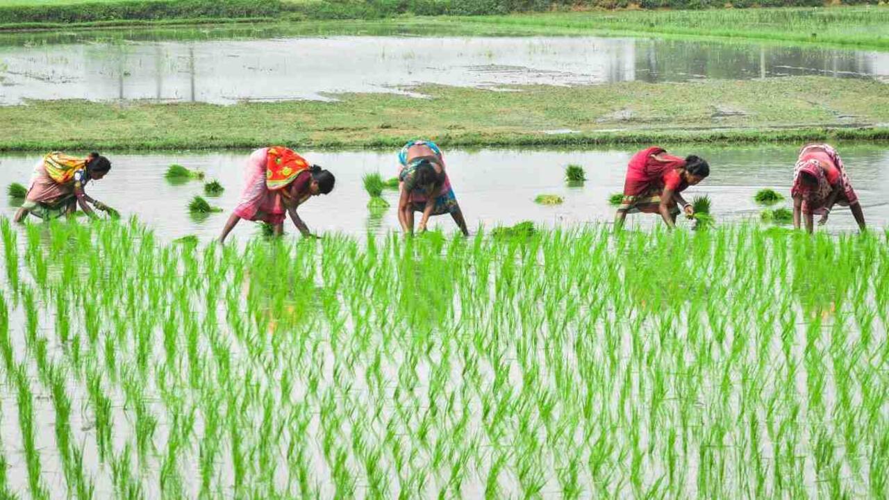 Kharif