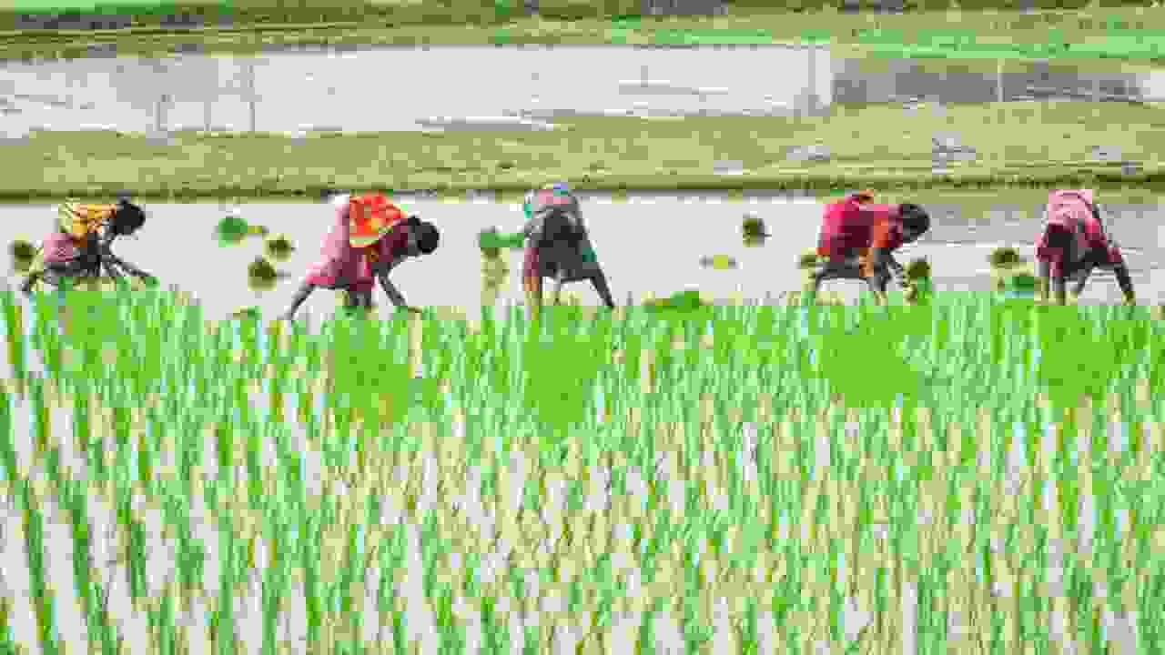 New Farmer Schemes
