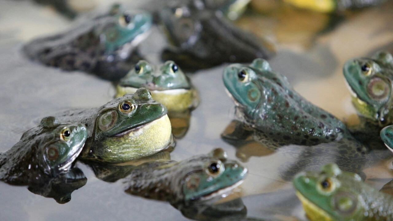 Frogs