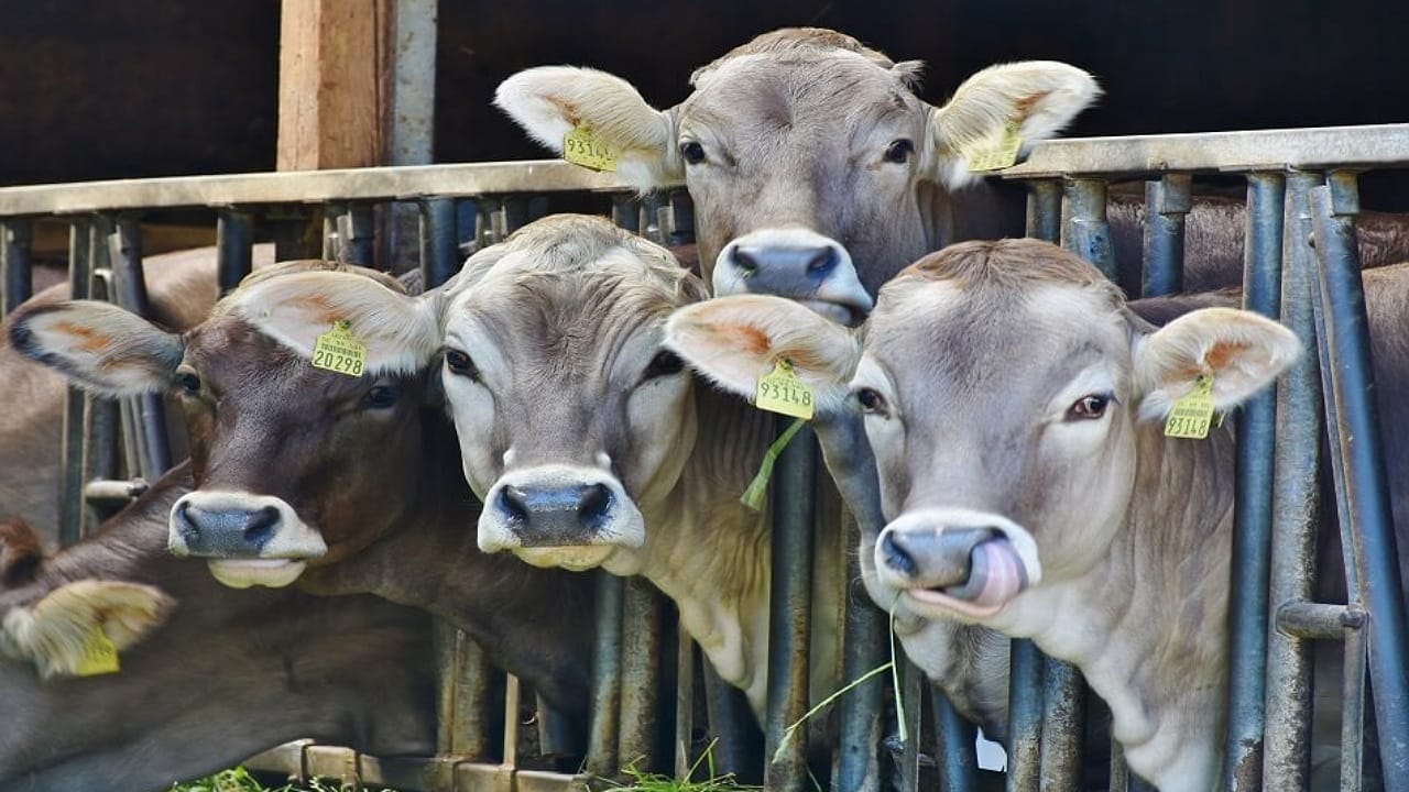 Gau Vision App
