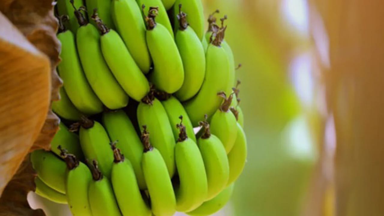 Green Banana