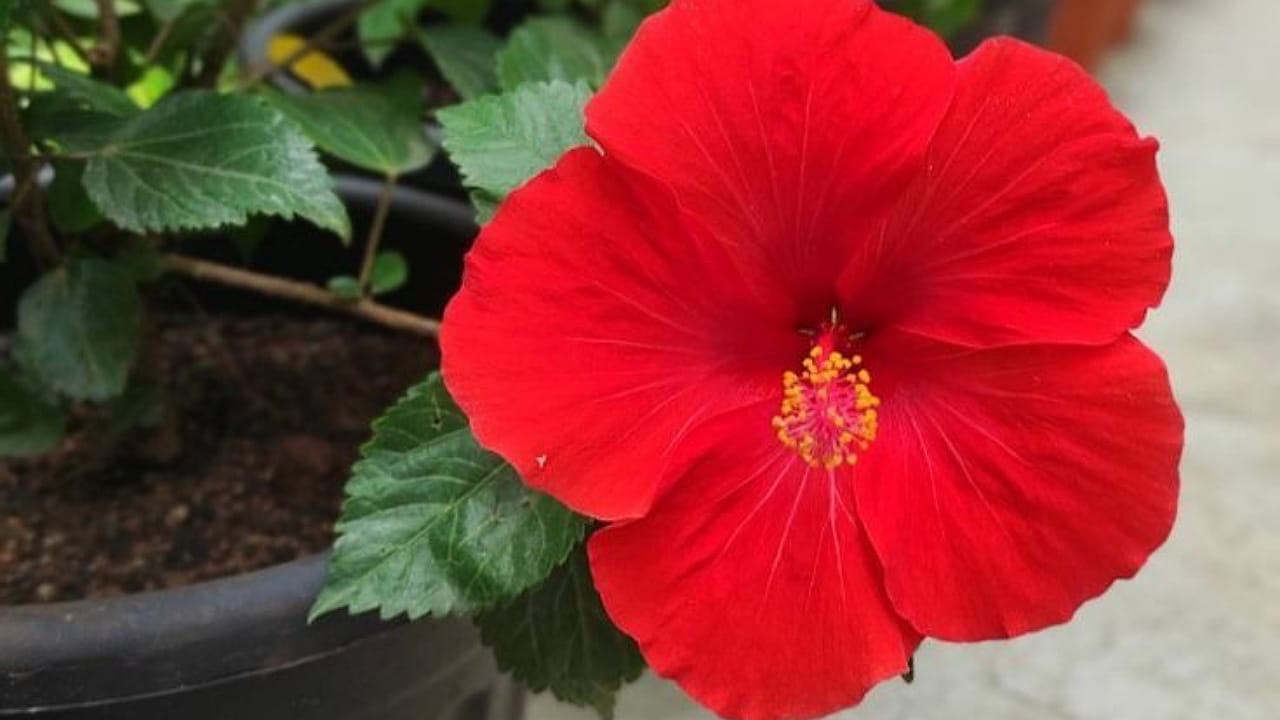 Hibiscus Plant