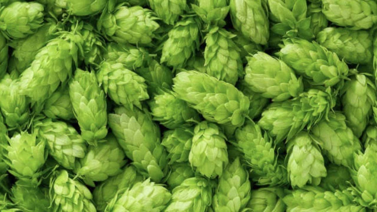 Hop Shoots