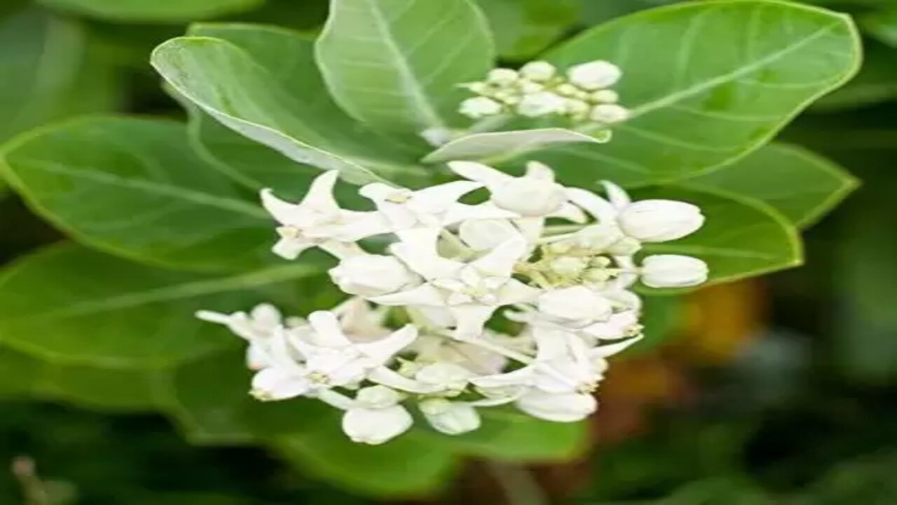 Jilledu Plant