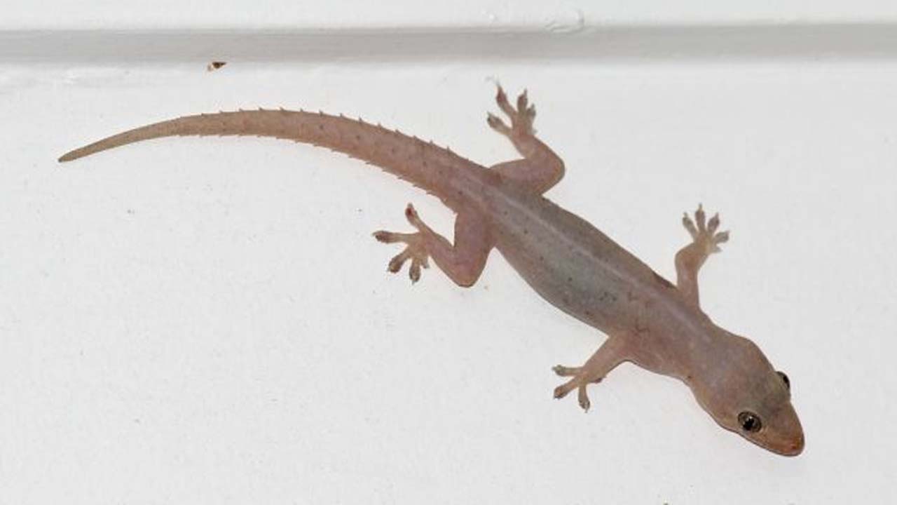 Lizard Sasthram