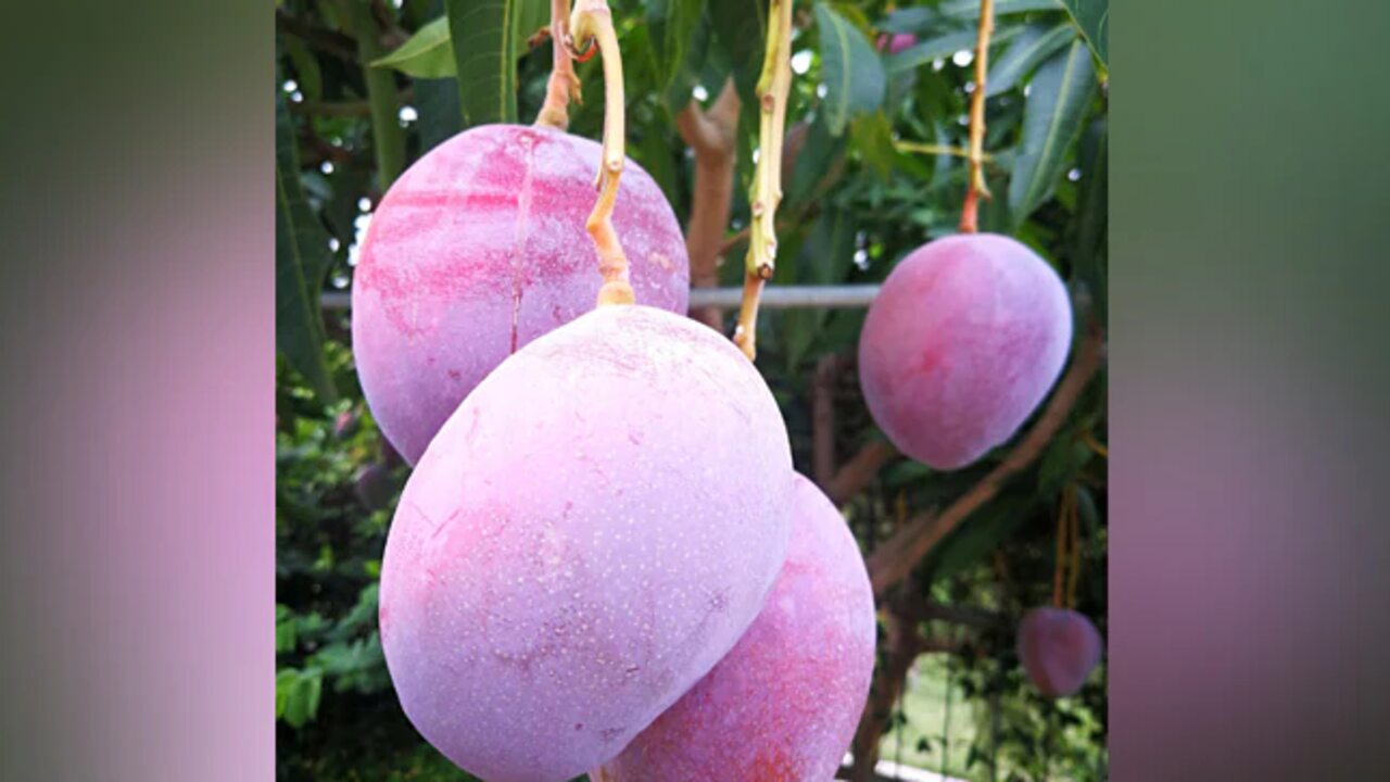 Mango