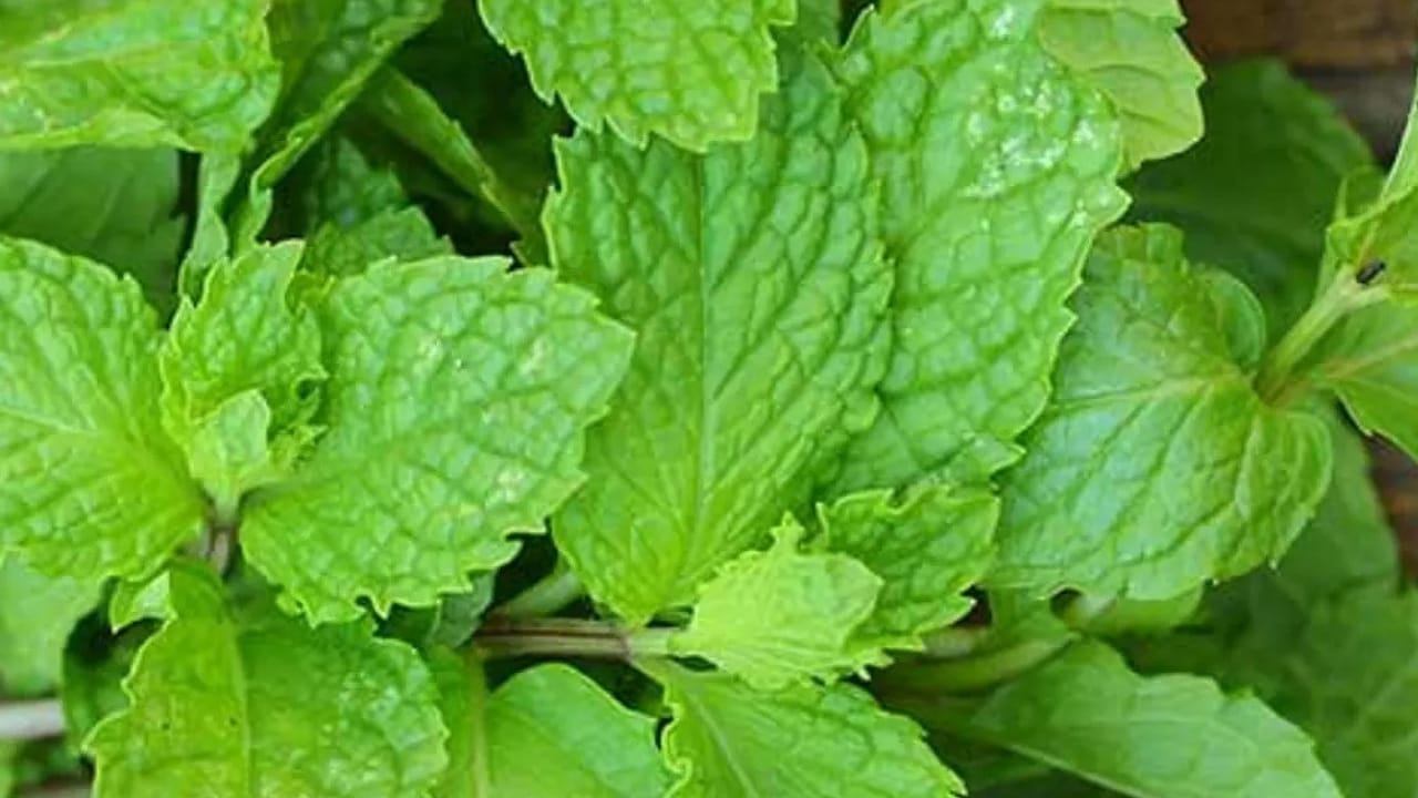 Mint Leaves