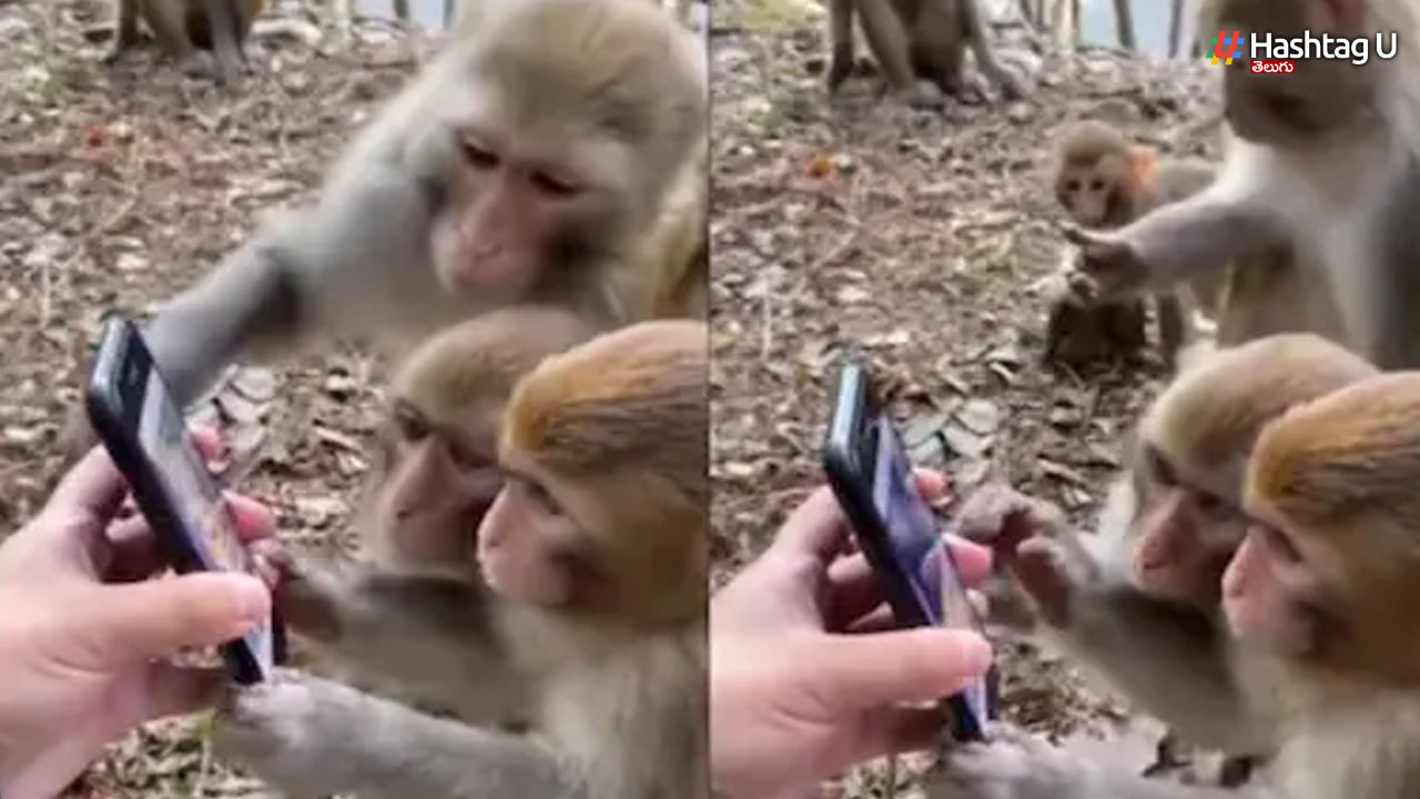 Monkies