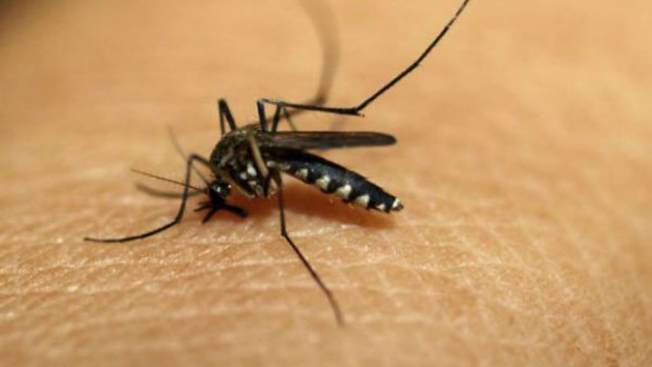 Mosquitoes