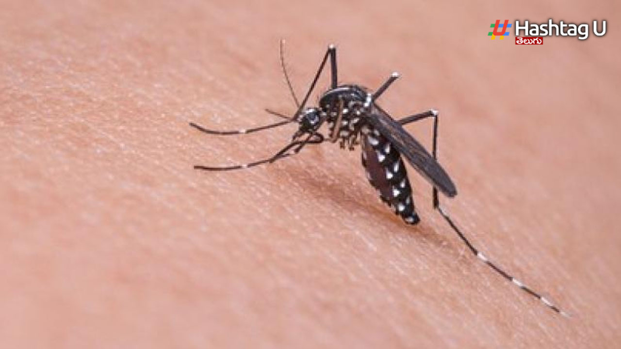 Mosquuto Doma