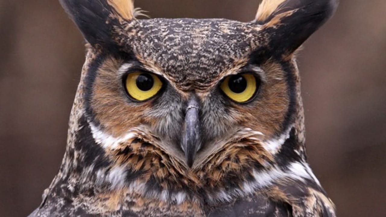 Owl
