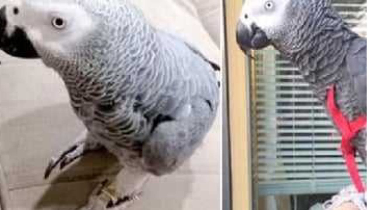 Parrot