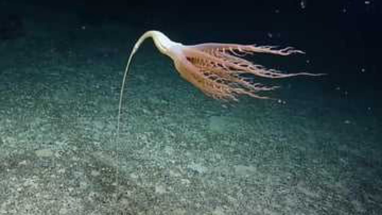 Sea Pen