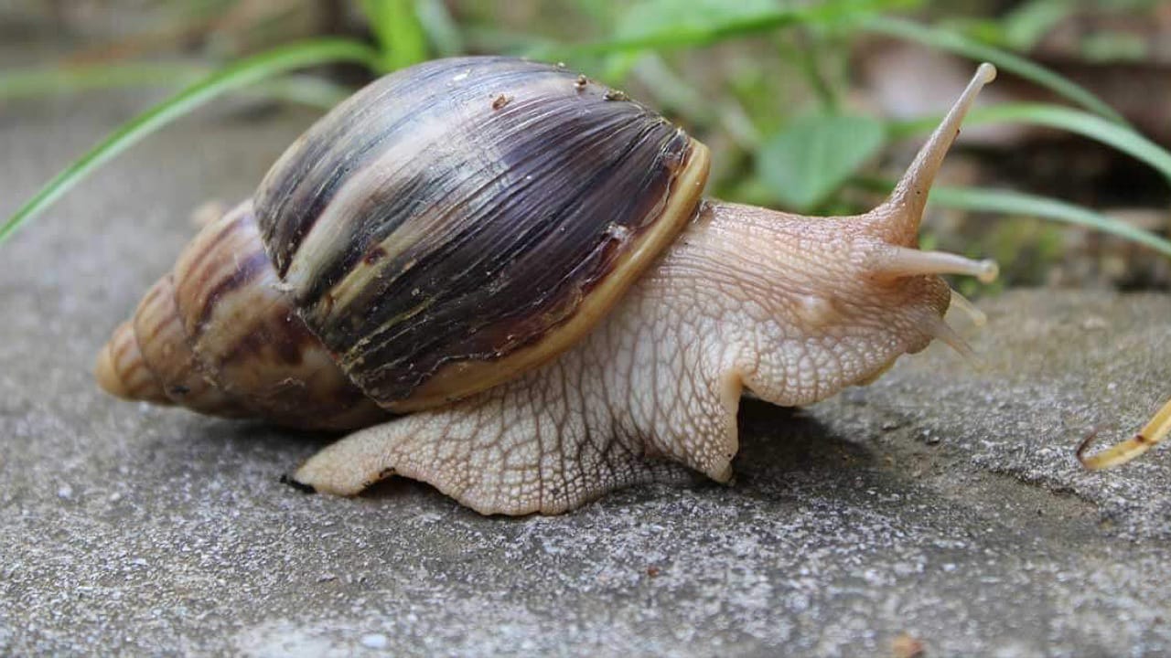 Snails