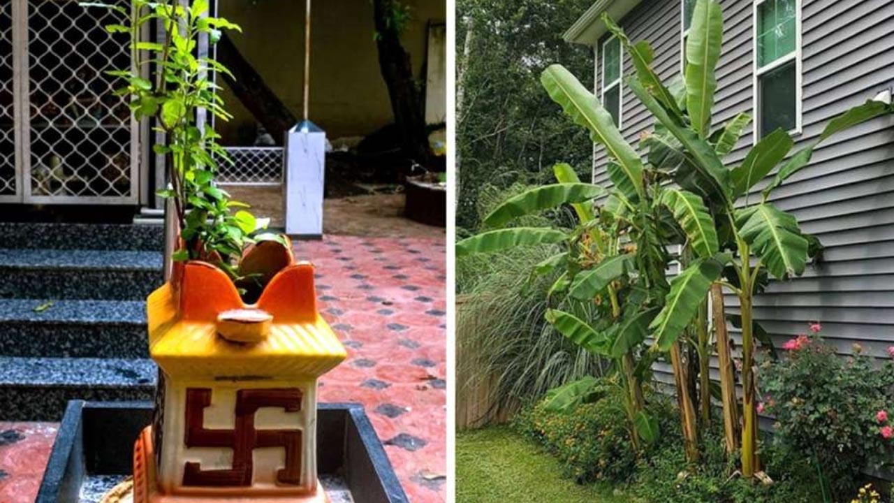 Tulasi Banana Plant