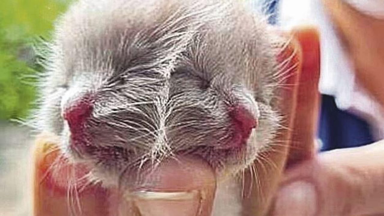 Two Heads Cat