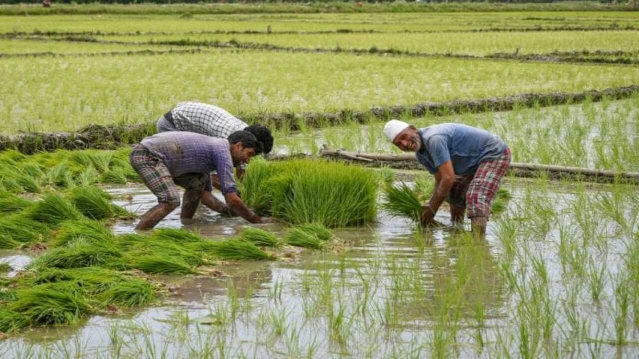 Agri Imresizer