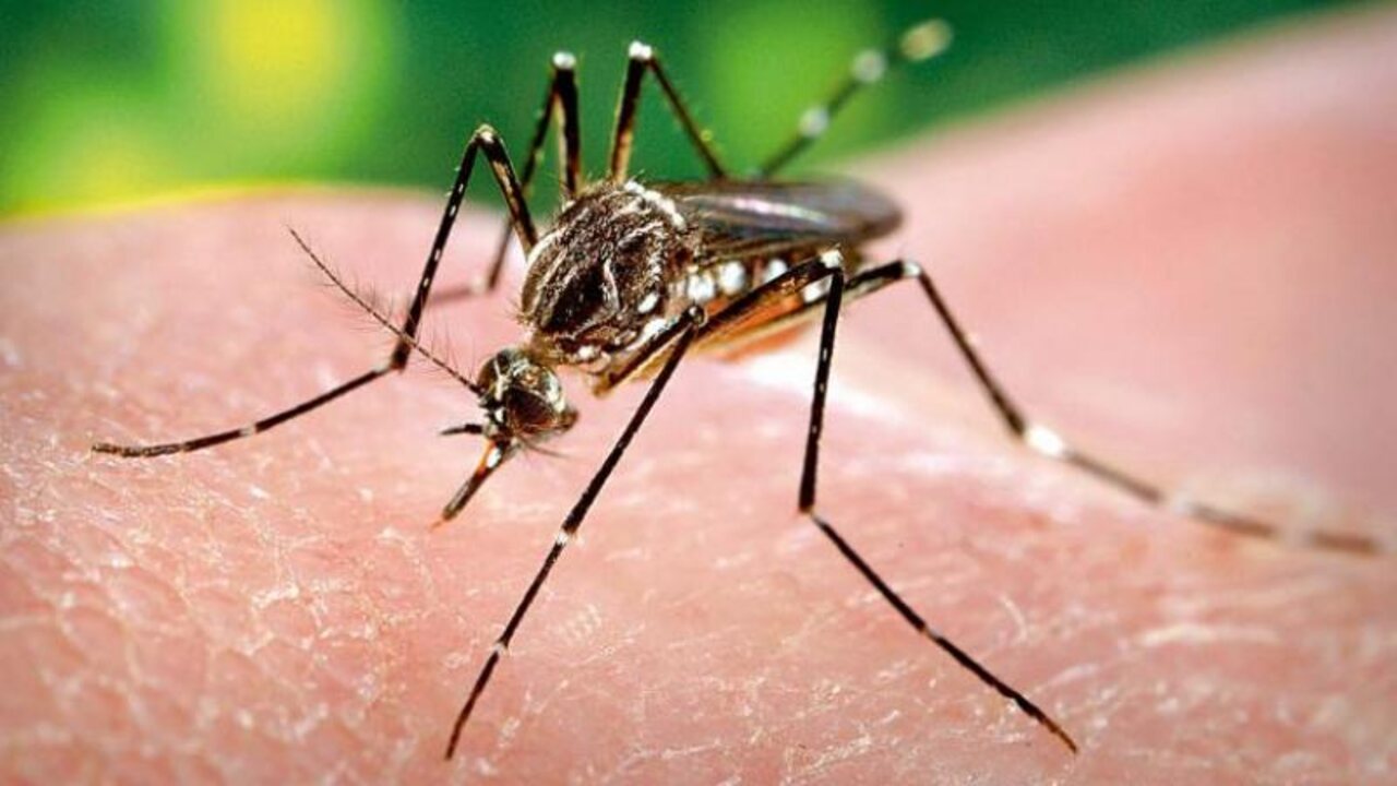 Dengue Prevention