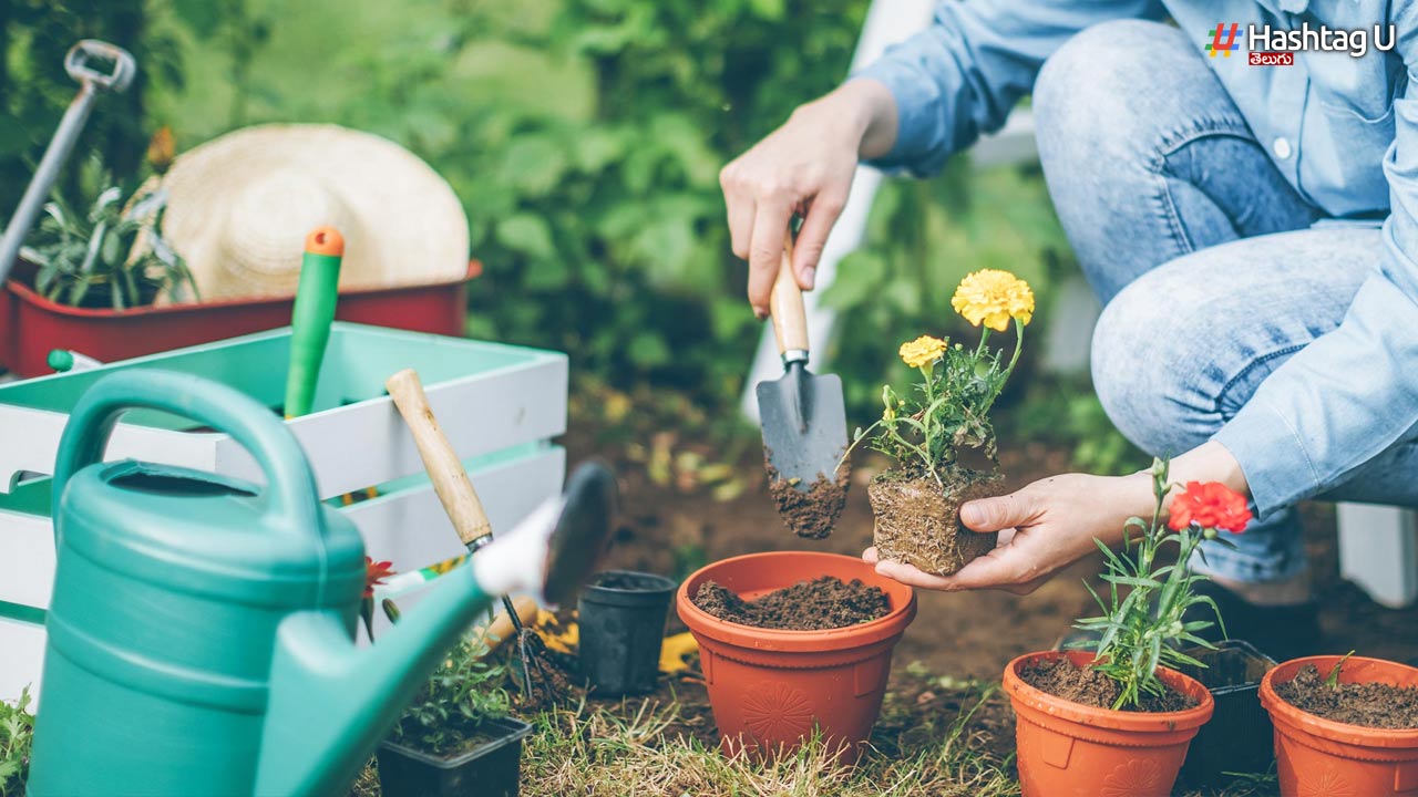 Gardening And Health