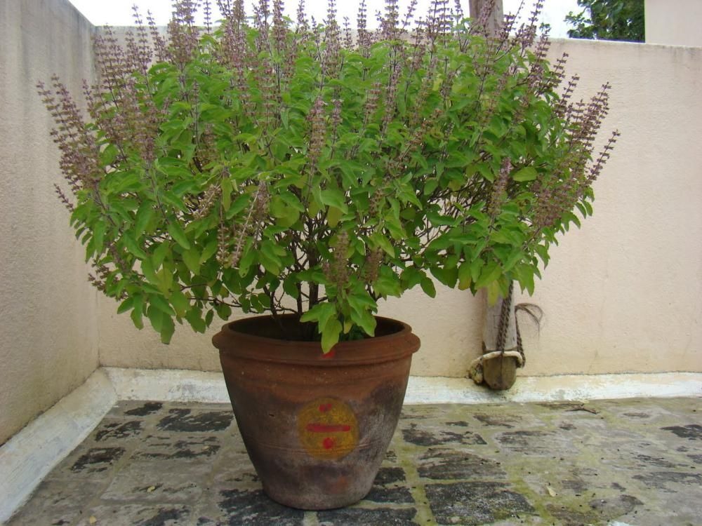 Holy Basil