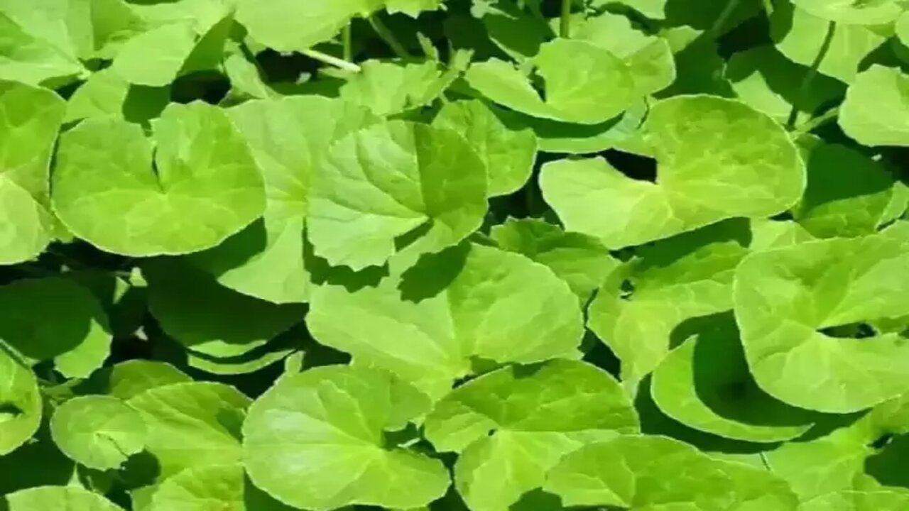 Brahmi