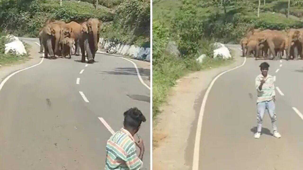 Elephant Imresizer