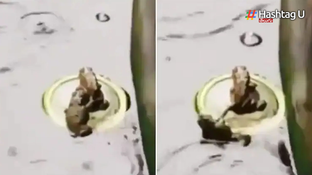 Frog Foght