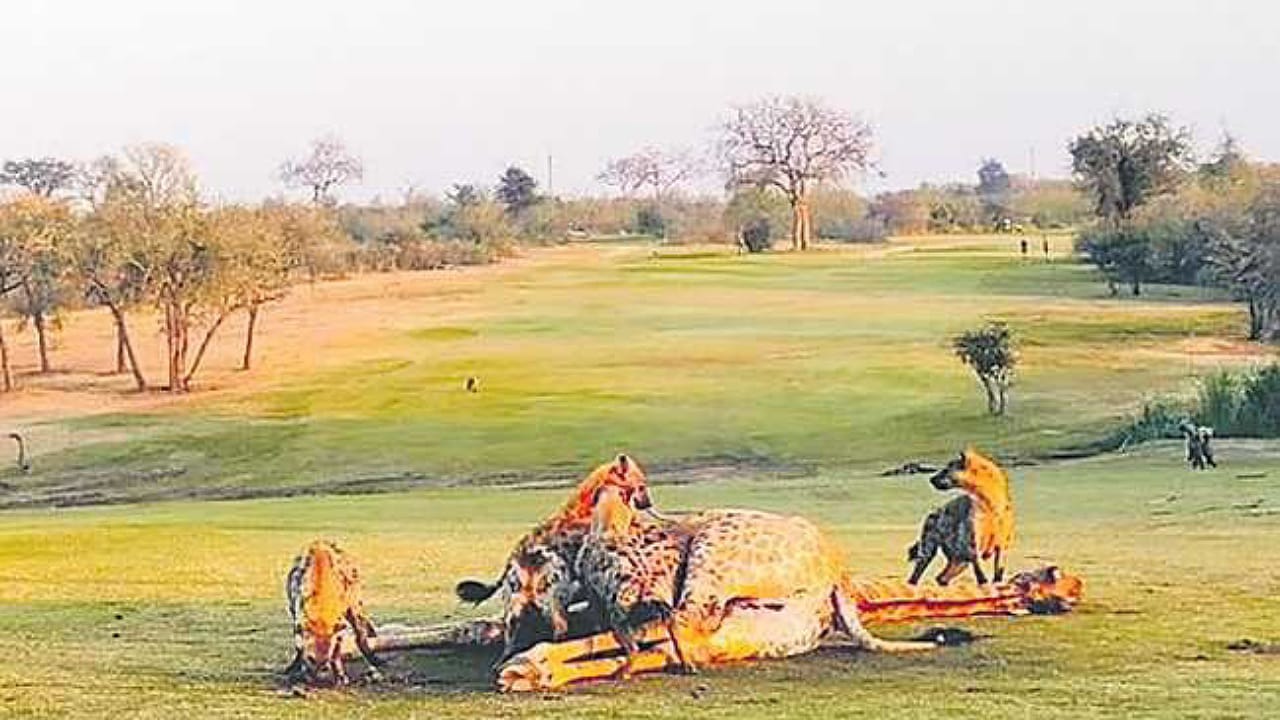 Golf