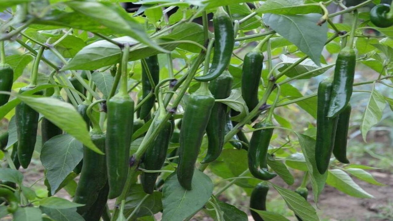 Green Chilli