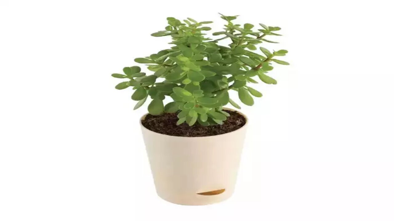Jade Plant