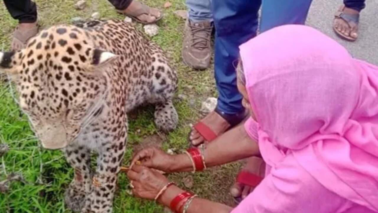 Leopard Rakhi Imresizer