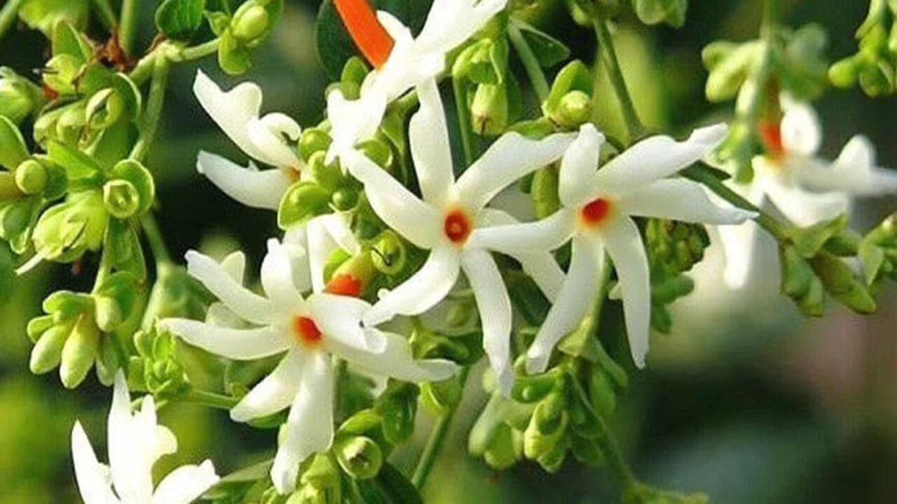 Parijatham 1