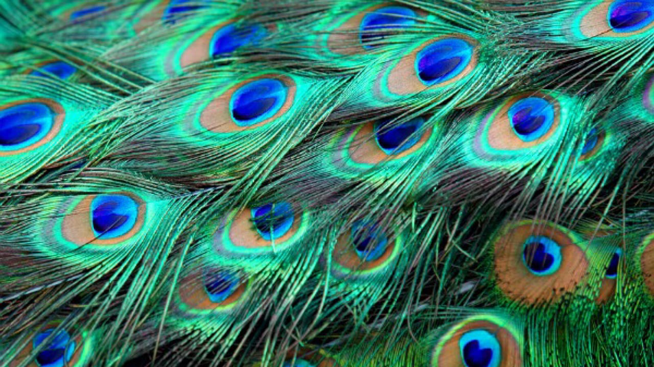 Peacock Feathers