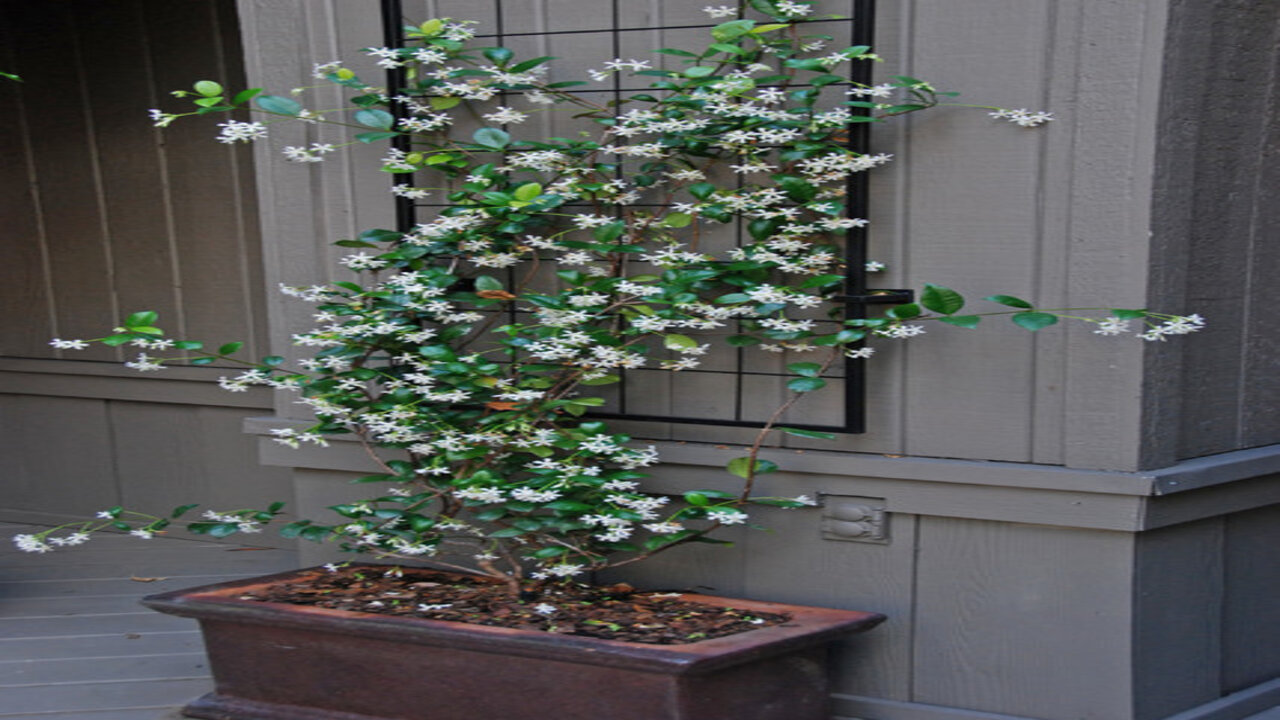 Plant