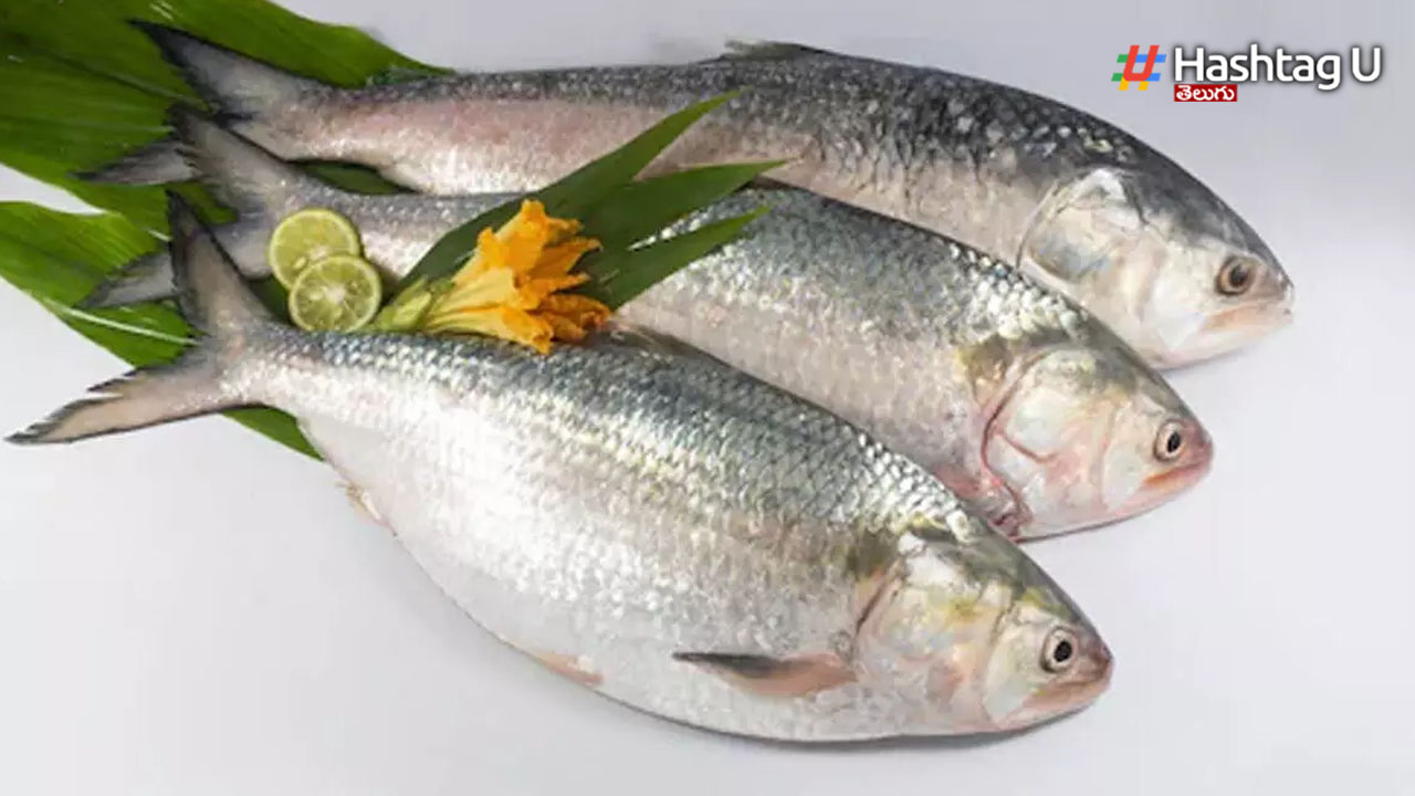 Pulasa Fish