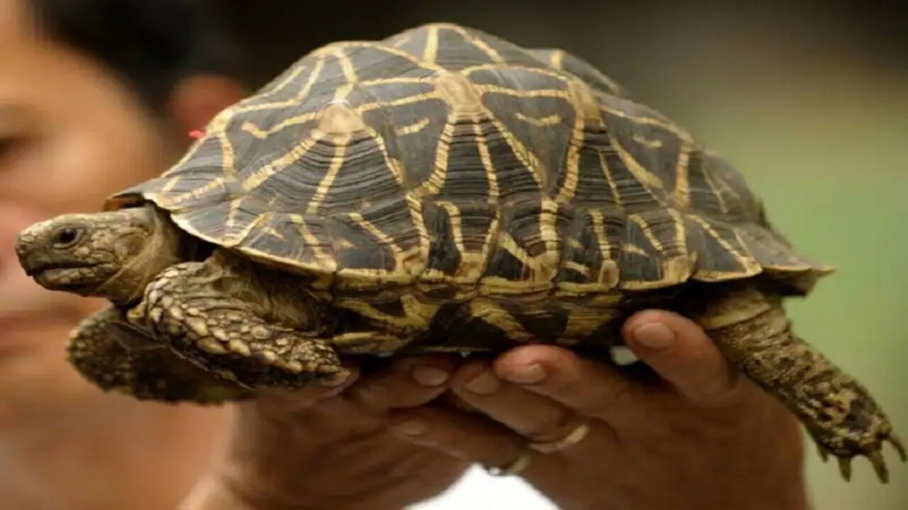 Silver Tortoise.webp