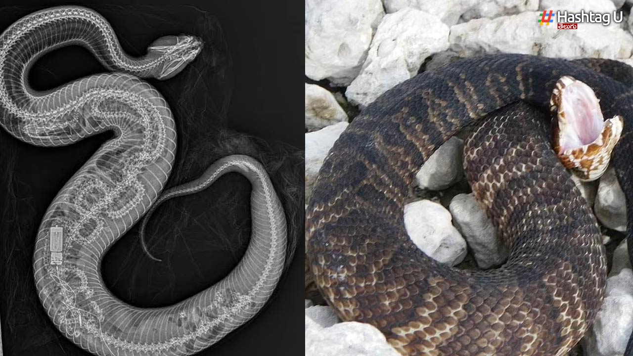 Snake