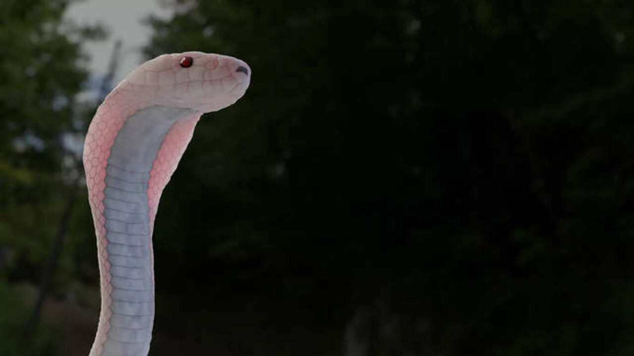 Snake
