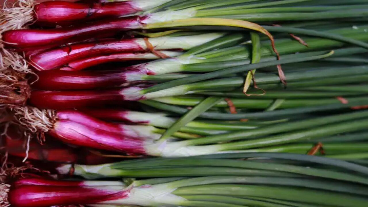 Spring Onion