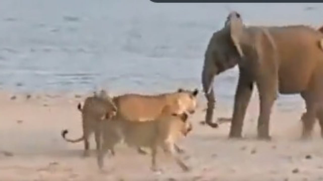 Viral Video