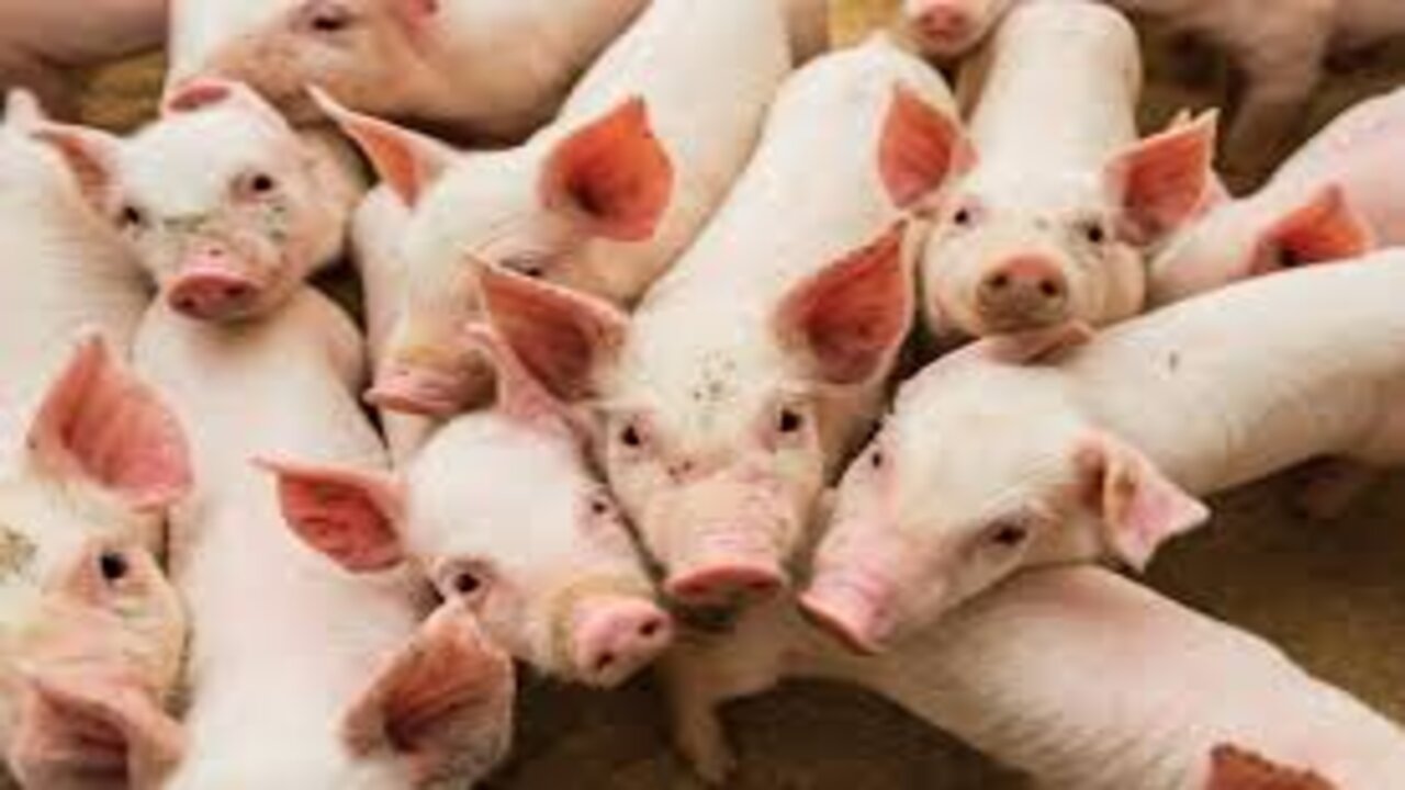 African Swine