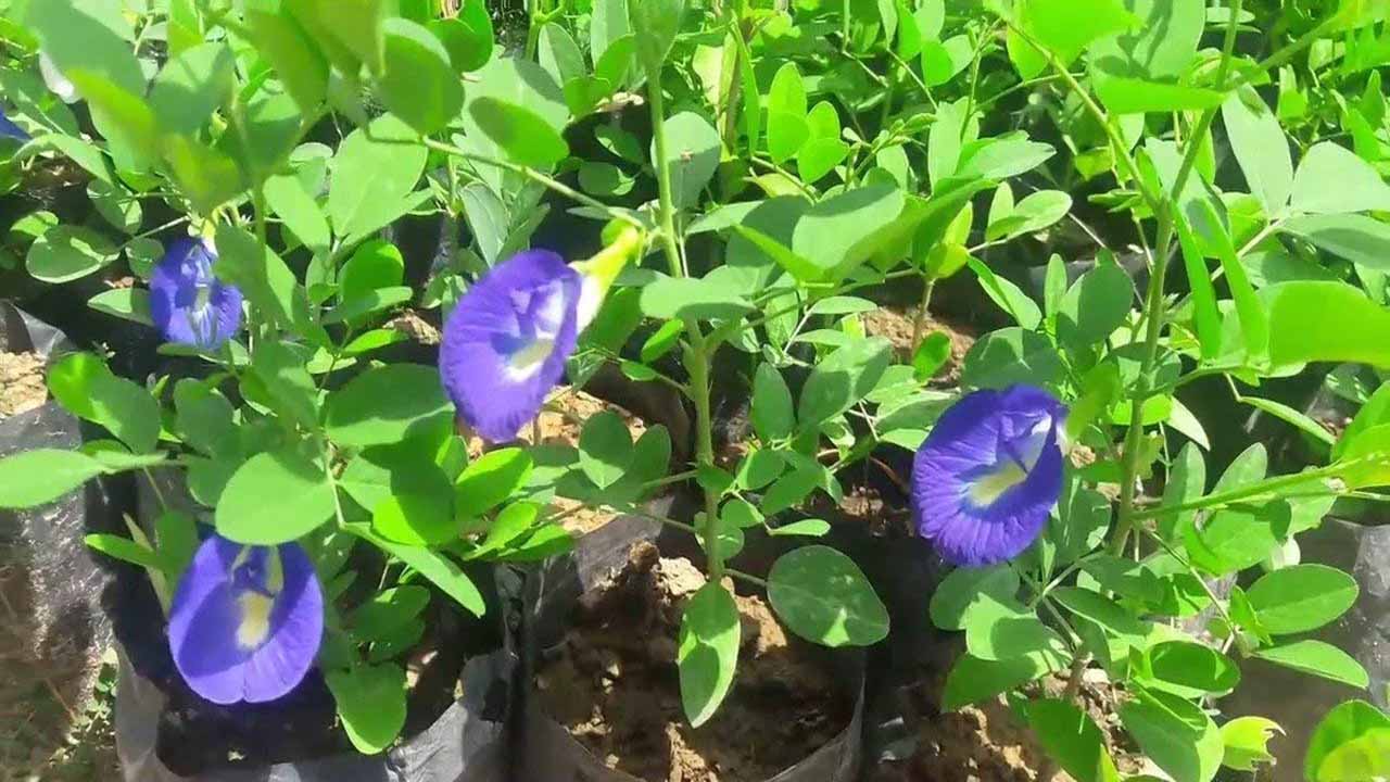 Aparjitha Plant