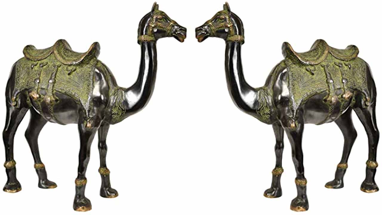 Camel Pair