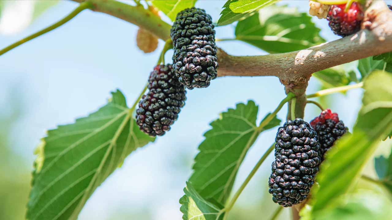 Mulberry 11