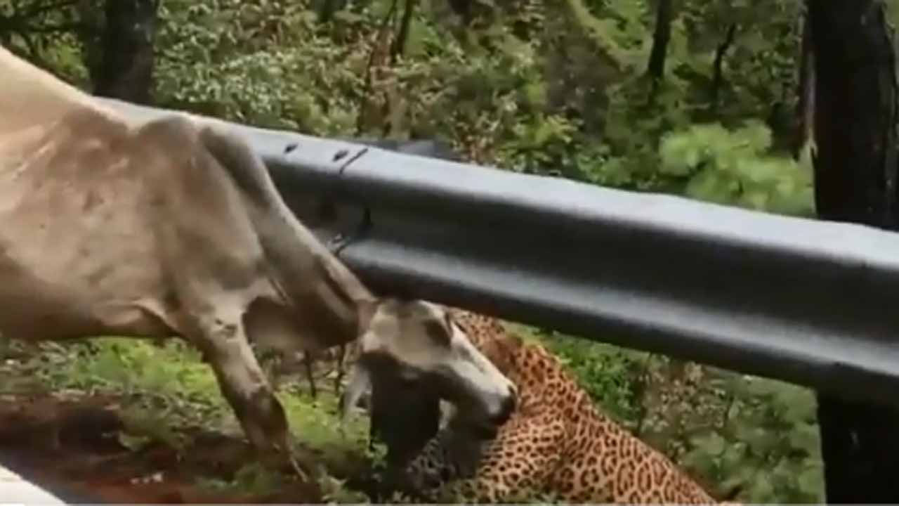 Viral Video