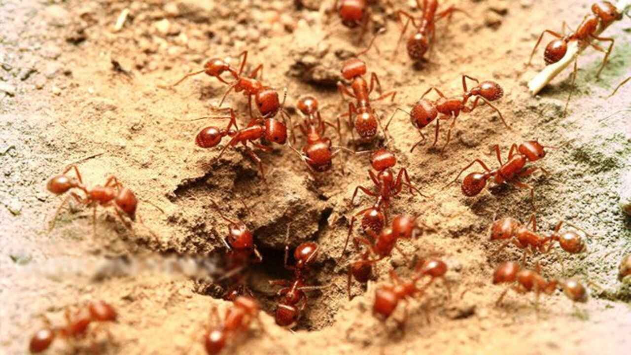 red ants